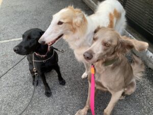 エムドッグス,動物プロダクション,ペットモデル,モデル犬,タレント犬,ルドルフ,ヴィオラ,オペラ