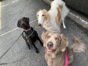 エムドッグス,動物プロダクション,ペットモデル,モデル犬,タレント犬,ルドルフ,ヴィオラ,オペラ