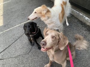 エムドッグス,動物プロダクション,ペットモデル,モデル犬,タレント犬,ルドルフ,ヴィオラ,オペラ