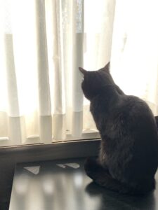 エムドッグス,動物プロダクション,ペットモデル,モデル猫,タレント猫,MIX猫,運,うん