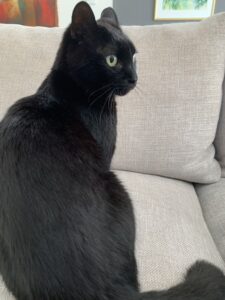 エムドッグス,動物プロダクション,ペットモデル,モデル猫,タレント猫,MIX猫,運,うん