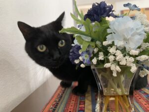 エムドッグス,動物プロダクション,ペットモデル,モデル猫,タレント猫,MIX猫,運,うん