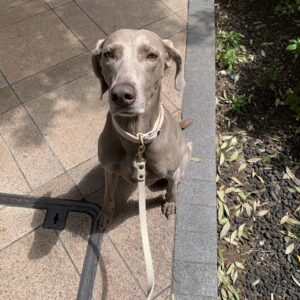 エムドッグス,動物プロダクション,ペットモデル,ペットタレント,モデル犬,タレント犬,ワイマラナー,ガウナ