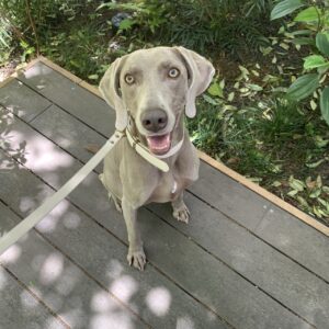 エムドッグス,動物プロダクション,ペットモデル,ペットタレント,モデル犬,タレント犬,ワイマラナー,ガウナ