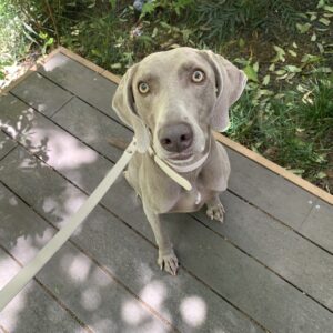 エムドッグス,動物プロダクション,ペットモデル,ペットタレント,モデル犬,タレント犬,ワイマラナー,ガウナ