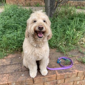 エムドッグス,動物プロダクション,ペットモデル,ペットタレント,モデル犬,タレント犬,ゴールデンドゥードゥル,べる