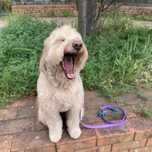 エムドッグス,動物プロダクション,ペットモデル,ペットタレント,モデル犬,タレント犬,ゴールデンドゥードゥル,べる