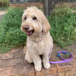 エムドッグス,動物プロダクション,ペットモデル,ペットタレント,モデル犬,タレント犬,ゴールデンドゥードゥル,べる