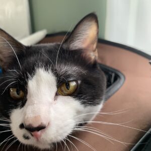 エムドッグス,動物プロダクション,ペットモデル,モデル猫,タレント猫,MIX猫,オセロ