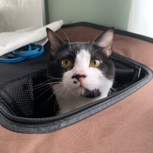エムドッグス,動物プロダクション,ペットモデル,モデル猫,タレント猫,MIX猫,オセロ