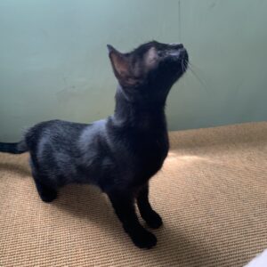 エムドッグス,動物プロダクション,ペットモデル,ペットタレント,モデル猫,タレント猫,マンチカン,あくま
