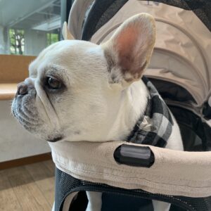 エムドッグス,動物プロダクション,ペットモデル,モデル犬,タレント犬,フレンチブルドッグ,Maru,マル