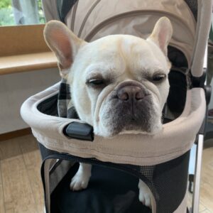 エムドッグス,動物プロダクション,ペットモデル,モデル犬,タレント犬,フレンチブルドッグ,Maru,マル