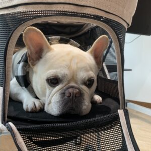エムドッグス,動物プロダクション,ペットモデル,モデル犬,タレント犬,フレンチブルドッグ,Maru,マル