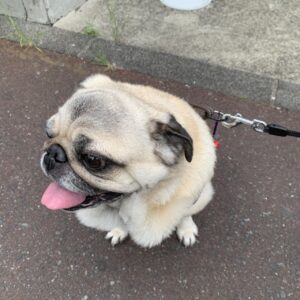 エムドッグス,動物プロダクション,ペットモデル,ペットタレント,モデル犬,タレント犬,パグ,小太郎