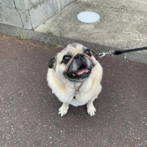 エムドッグス,動物プロダクション,ペットモデル,ペットタレント,モデル犬,タレント犬,パグ,小太郎