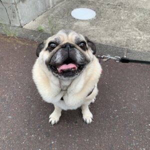 エムドッグス,動物プロダクション,ペットモデル,ペットタレント,モデル犬,タレント犬,パグ,小太郎