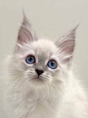 エムドッグス,動物プロダクション,ペットモデル,モデル猫,タレント猫,ネヴァマスカレード,子猫