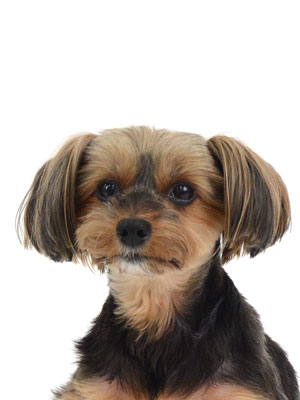 エムドッグス,動物プロダクション,ペットモデル,モデル犬,タレント犬,ヨークシャーテリア,きき