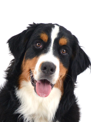 エムドッグス,動物プロダクション,ペットモデル,モデル犬,タレント犬,バーニーズマウンテンドッグ,モア