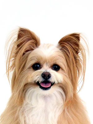 エムドッグス,動物プロダクション,ペットモデル,モデル犬,タレント犬,MIX犬,美海瑠,みみる