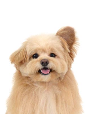 エムドッグス,動物プロダクション,ペットモデル,モデル犬,タレント犬,MIX犬,美海太,みみた