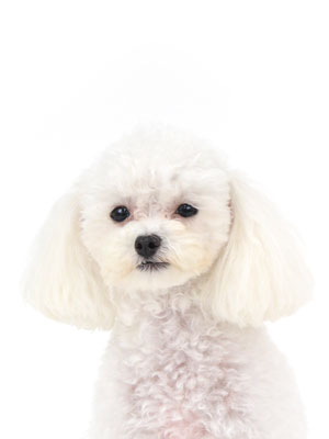 エムドッグス,動物プロダクション,ペットモデル,モデル犬,タレント犬,トイプードル,しえる