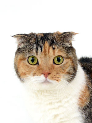 エムドッグス,動物プロダクション,ペットモデル,モデル猫,タレント猫,マンチカン,みゆき
