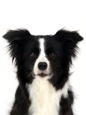 エムドッグス,動物プロダクション,ペットモデル,モデル犬,タレント犬,ボーダーコリー,NOVA,ノヴァ