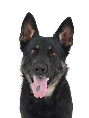 エムドッグス,動物プロダクション,ペットモデル,モデル犬,タレント犬,ジャーマンシェパード,ディーン
