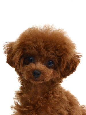 エムドッグス,動物プロダクション,ペットモデル,モデル犬,タレント犬,トイプードル,いちご