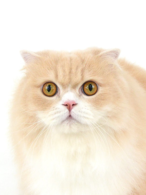 エムドッグス,動物プロダクション,ペットモデル,モデル猫,タレント猫,マンチカン,ゆうき