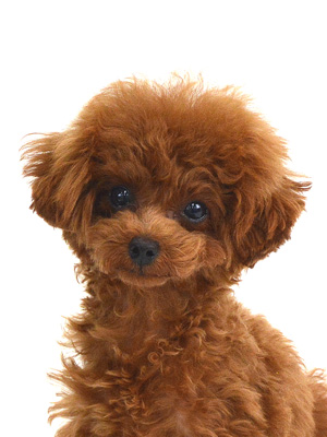 エムドッグス,動物プロダクション,ペットモデル,モデル犬,タレント犬,トイプードル,いちご