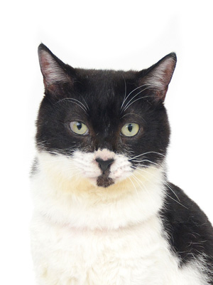 撮影,動物プロダクション,ペットモデル,モデル猫,タレント猫,MIX猫,AEON,イオン