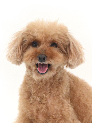 エムドッグス,動物プロダクション,ペットモデル,モデル犬,タレント犬,トイプードル,茶太,ちゃた
