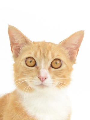 エムドッグス,動物プロダクション,ペットモデル,モデル猫,タレント猫,MIX猫,キイロ