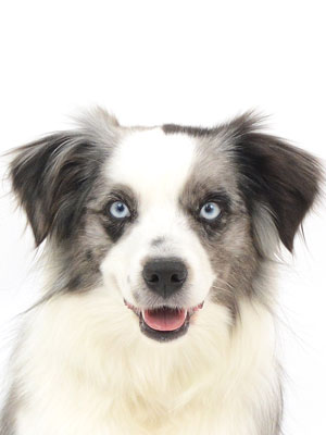 エムドッグス,動物プロダクション,ペットモデル,モデル犬,タレント犬,ミニチュアアメリカンシェパード,Pili,ピリ