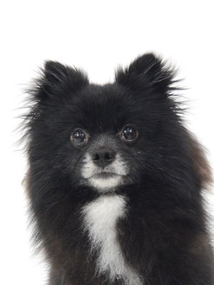 エムドッグス,動物プロダクション,ペットモデル,モデル犬,タレント犬,mix犬,ジャック