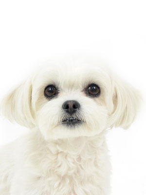 エムドッグス,動物プロダクション,ペットモデル,モデル犬,タレント犬,mix犬,ココ