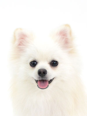 エムドッグス,動物プロダクション,ペットモデル,モデル犬,タレント犬,ポメラニアン,サラ