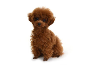 エムドッグス,動物プロダクション,ペットモデル,モデル犬,タレント犬,トイプードル,いちご