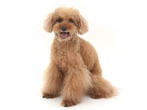 エムドッグス,動物プロダクション,ペットモデル,モデル犬,タレント犬,トイプードル,茶太,ちゃた