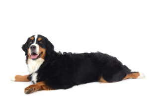 エムドッグス,動物プロダクション,ペットモデル,モデル犬,タレント犬,バーニーズマウンテンドッグ,モア