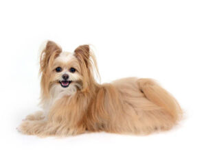 エムドッグス,動物プロダクション,ペットモデル,モデル犬,タレント犬,MIX犬,美海瑠,みみる