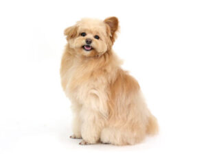 エムドッグス,動物プロダクション,ペットモデル,モデル犬,タレント犬,MIX犬,美海太,みみた