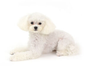 エムドッグス,動物プロダクション,ペットモデル,モデル犬,タレント犬,トイプードル,しえる