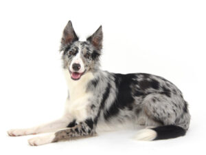 エムドッグス,動物プロダクション,ペットモデル,モデル犬,タレント犬,ボーダーコリー,NOVA,ノヴァ