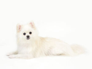 エムドッグス,動物プロダクション,ペットモデル,モデル犬,タレント犬,ポメラニアン,サラ