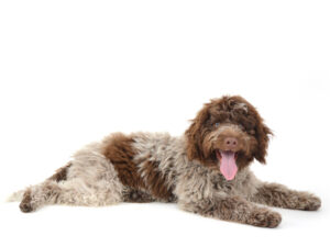 エムドッグス,動物プロダクション,ペットモデル,モデル犬,タレント犬,ラゴットロマニョーロ,PINO,ピノ