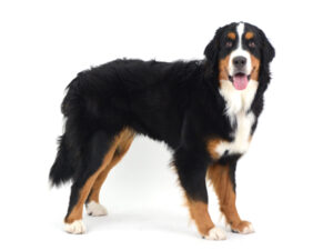 エムドッグス,動物プロダクション,ペットモデル,モデル犬,タレント犬,バーニーズマウンテンドッグ,モア